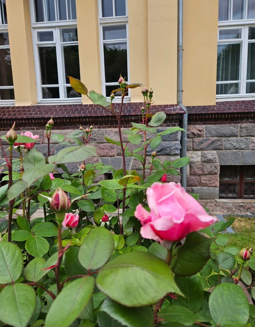 Saulėgrąžų laukas